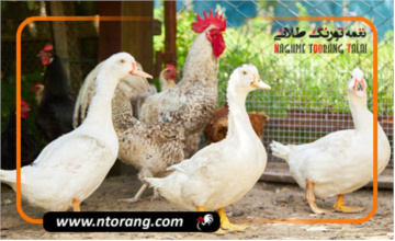پرورش مرغ یا اردک کدامیک درآمد بیشتری دارد؟